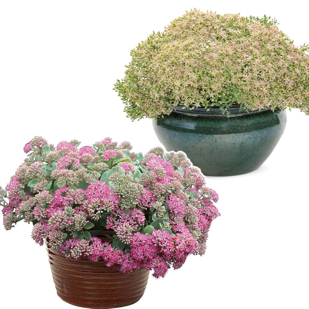 紫陽花 苗　桜のころとエダム　２種類セット　来年用 Amazon.co.jp: 花苗 セダム モコランドセット 2種2株 / 国華園
